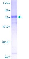 Human ZYG11B Protein (Recombinant GST)