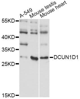 DCUN1D1 / SCCRO Antibody
