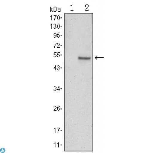 SUZ12 Antibody