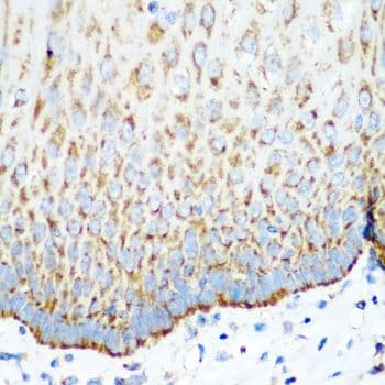 MT-CO2 Antibody