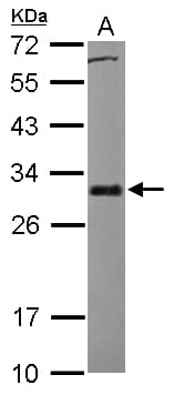 IHC-plus™ BCL2L1 / BCL-XL Antibody (aa1-208)