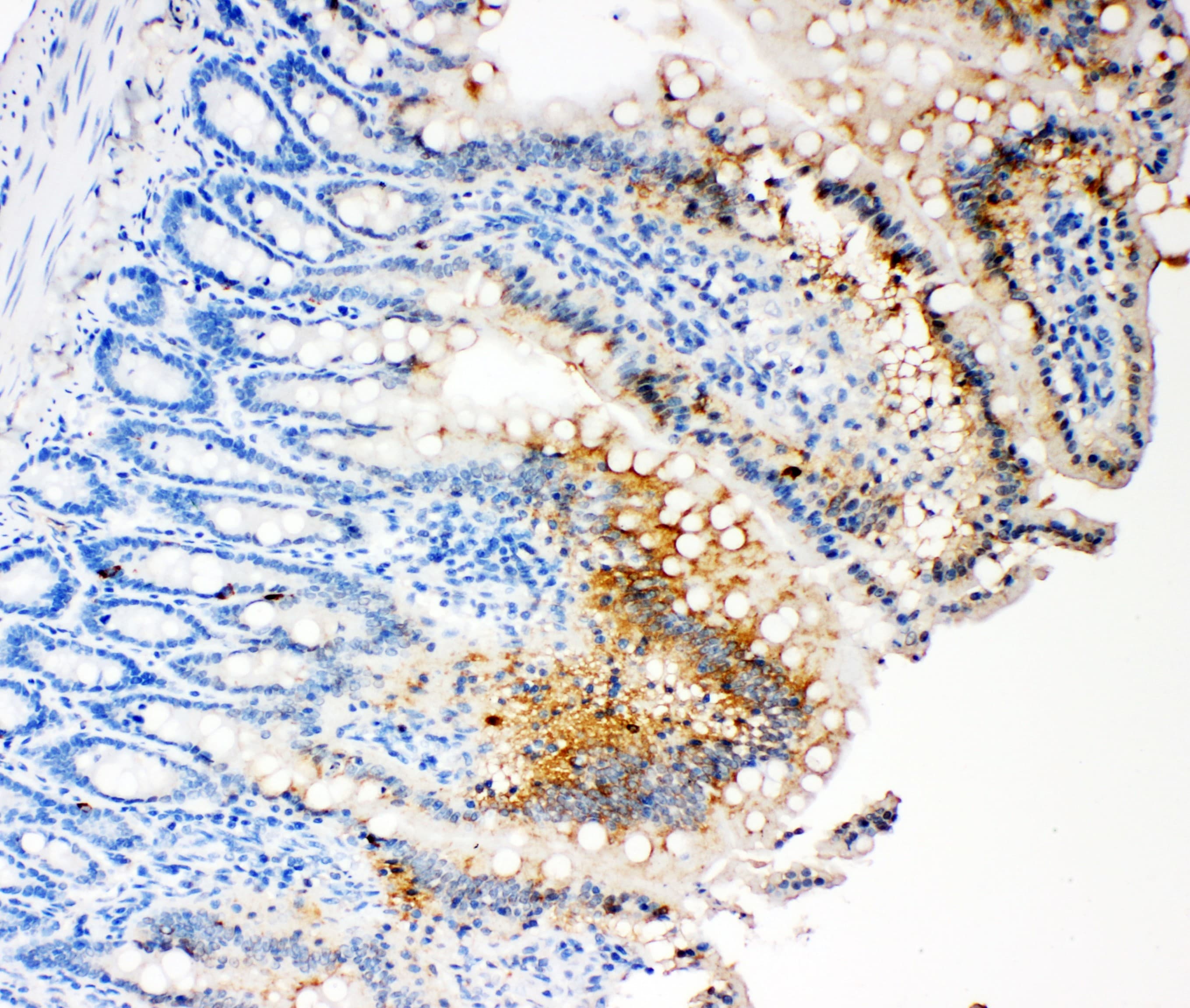 CASP3 / Caspase 3 Antibody (aa67-81)