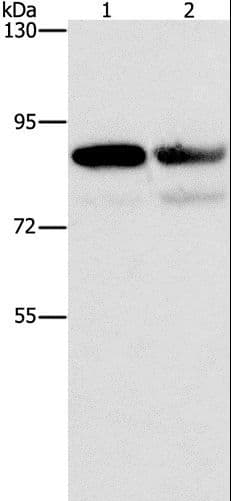 CD2AP Antibody