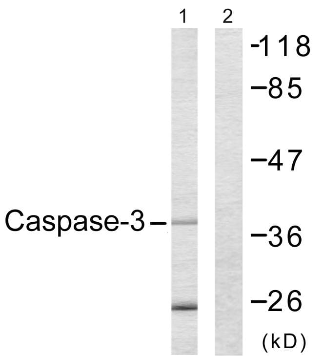 CASP3 / Caspase 3 Antibody (p150)