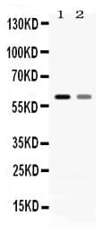 SLC1A3 / EAAT1 Antibody