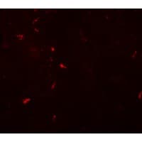 IHC-plus™ C1orf187 / DRAXIN Antibody