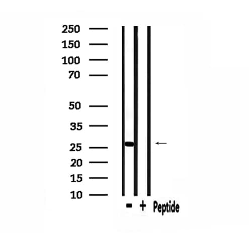 HMG2 / HMGB2 Antibody