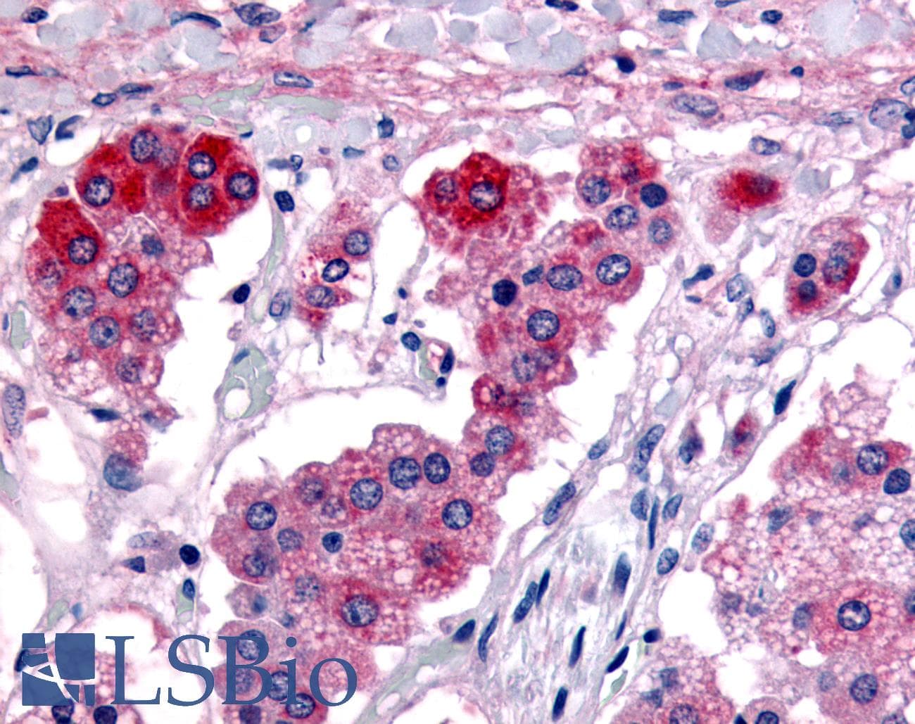 IHC-plus™ GPR182 / ADMR Antibody (C-Terminus)