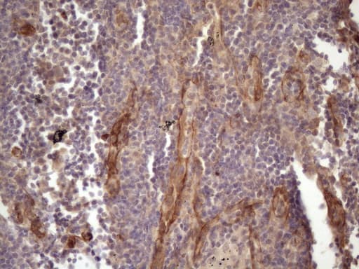 BMF Antibody (clone OTI9B7)