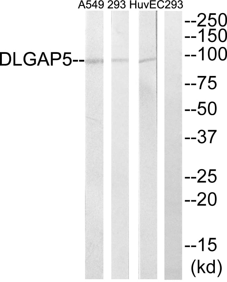 IHC-plus™ HURP / DLGAP5 Antibody (aa791-840)