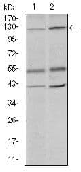 HIWI2 / PIWIL4 Antibody (Amino Acid: 304-434, clone 10G9B11)
