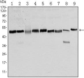 FOXD3 Antibody (clone 5G9)