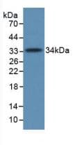 Complement C5 Antibody (FITC)