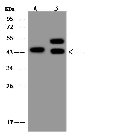 LAMP3 / CD208 Antibody (Preservative Free)