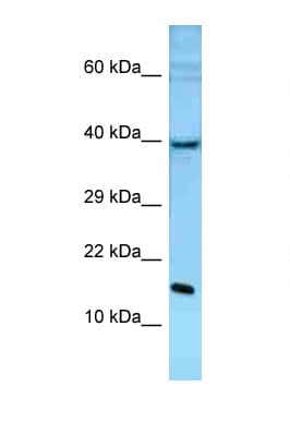 POLE3 / DNA Polymerase Epsilon Antibody (C-Terminus)