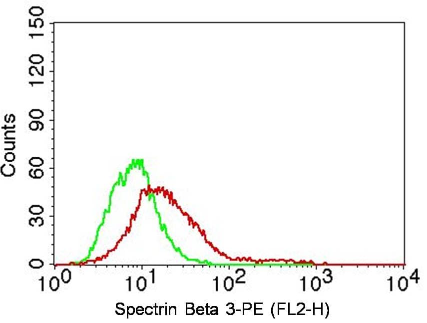 SPTBN2 Antibody