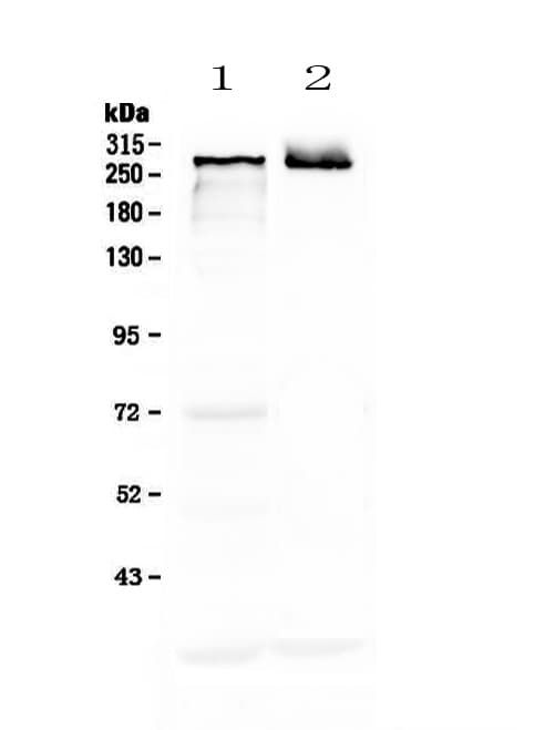 MAP2 Antibody