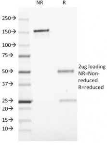 Monoclonal Mouse anti-Human CD19 Antibody (clone CVID3/429, Azide-free,BSA-free, IF)