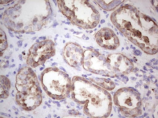 Monoclonal Mouse anti-Human IGF1 Antibody (clone OTI4B12, aa1-151, IHC, WB)