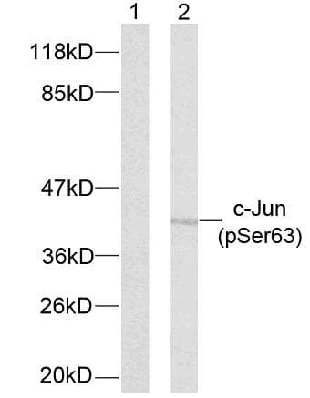 JUN / c-Jun Antibody (phospho-Ser63)
