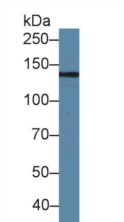 HEPH / Hephaestin Antibody (aa24-366, Biotin)