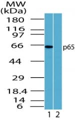 RELA / NFKB p65 Antibody (aa2-17)