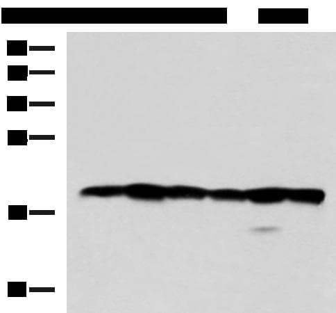 PLDN / Pallidin Antibody