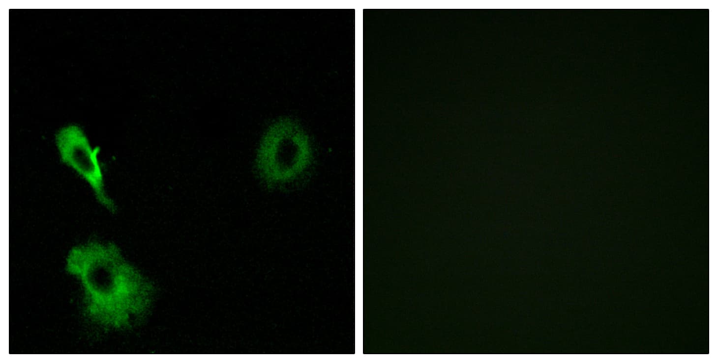 Polyclonal Rabbit anti-Human GRM7 / MGLUR7 Antibody (aa351-400, IF, WB)