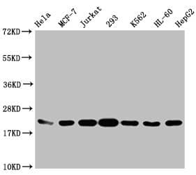 HIST1H1C Antibody