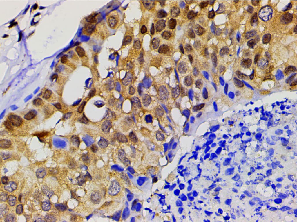 EFNB2 / Ephrin B2 Antibody