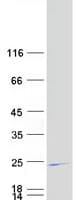 Human GCET2 / HGAL Protein (Recombinant Myc-DDK (Flag))