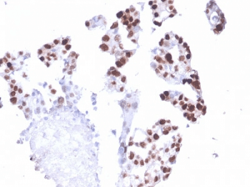 POLR2A / RNA polymerase II Antibody (clone CTD4H8)