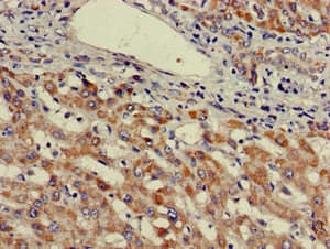 E6AP / UBE3A Antibody