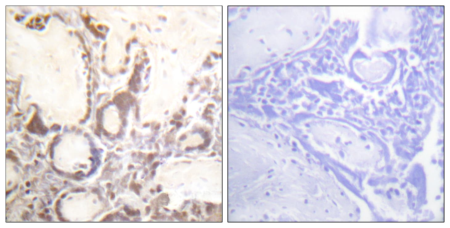 Polyclonal Rabbit anti-Human RACGAP1 / MGCRACGAP Antibody (phospho-Ser387, IHC, IF, WB)