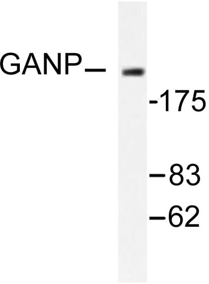 MCM3AP / GANP Antibody (Glu1872)
