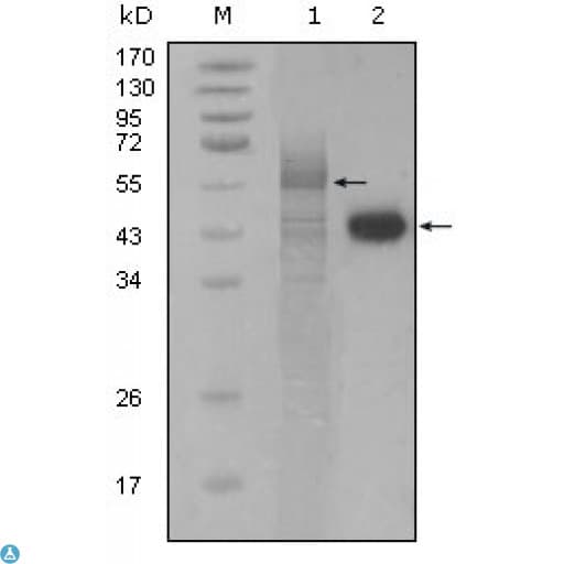 PAWR / PAR4 Antibody