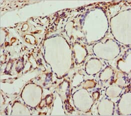 SCRN2 / Ses2 Antibody