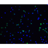 IHC-plus™ VCL / Vinculin Antibody