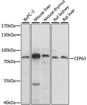CEP63 Antibody