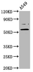 Polyclonal Rabbit anti-Human PRDM11 Antibody (IHC, IF, WB)