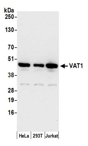 VAT1 Antibody (aa1-50)
