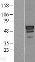 PLTP Protein (Over-Expression Lysate Myc-DDK (Flag))