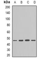 FLOT1 / Flotillin 1 Antibody