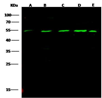 MICA Antibody (Preservative Free)