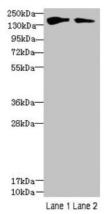 FYCO1 Antibody (Coiled-coil domain)