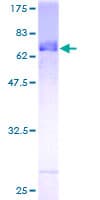 Human FBL8 / FBXL8 Protein (Recombinant GST)