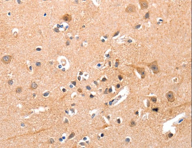 YWHAG / 14-3-3 Gamma Antibody