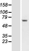 C14orf45 Protein (Over-Expression Lysate Myc-DDK (Flag))