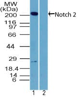 NOTCH2 Antibody (aa1550-1600)