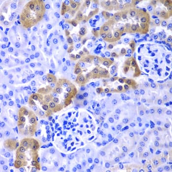 IHC-plus™ LAMP1 / CD107a Antibody